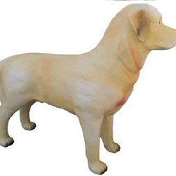Labrador Retriver stående 75 cm
